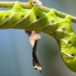 Combatting Tobacco Hornworm Infestations