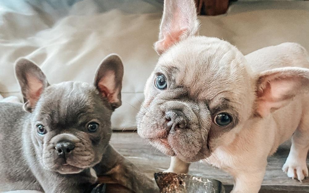 Choose a Breeder of Frenchies | Best French Puppies